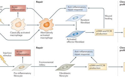 Noradrenalina, adrenalina, estrogeni: gli effetti sulla fascia nella cronicità